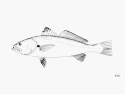 Image of Tonkin weakfish