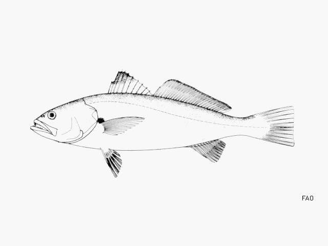 Image of Tonkin weakfish