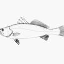 Image of Smalltooth weakfish