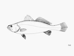 Image of Smalltooth weakfish