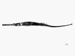 Image of Doryichthys