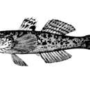 Image of Scribbled goby