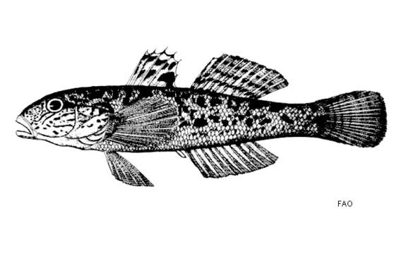 Image of Scribbled goby