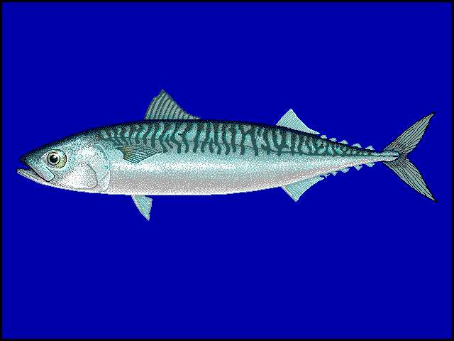 Image of Atlantic Mackerel