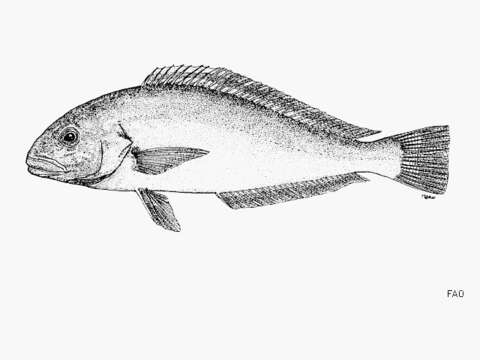 Image of Enigmatic tilefish