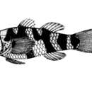 Image of Schooling bumblebee goby