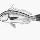 Image of Damsel bass