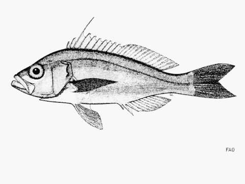 Image of Damsel bass