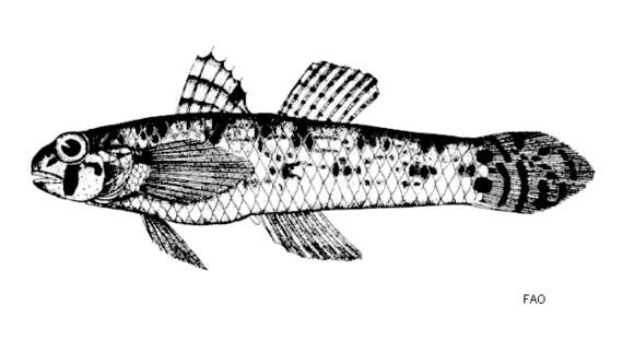 Image of Goby of streams