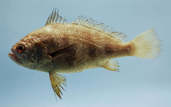 Image of Banded croaker