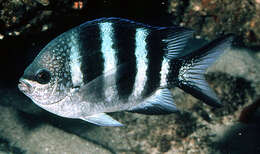 Image of Fourbar damsel