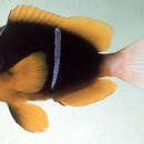 Image of Allard's clownfish