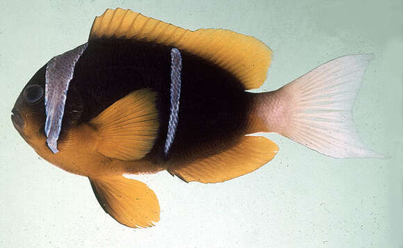 Image of Allard's clownfish