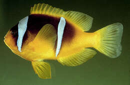 Image of Clownfish