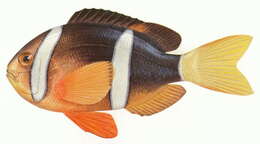 Image of Clownfish