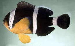 Image of Orange-fin anemonefish