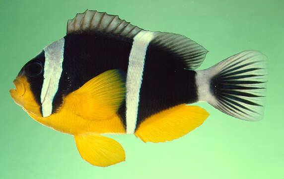 Image of Seychelles anemonefish