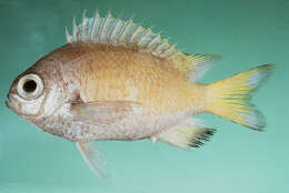 Image of Deepsea chromis