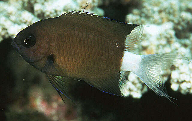 Image of Allen&#39;s chromis