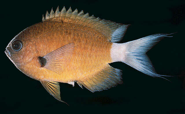 Слика од Pycnochromis alleni (Randall, Ida & Moyer 1981)