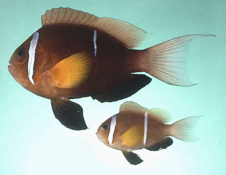 Image of Dhofar clown fish