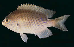 Sivun Chromis dasygenys (Fowler 1935) kuva