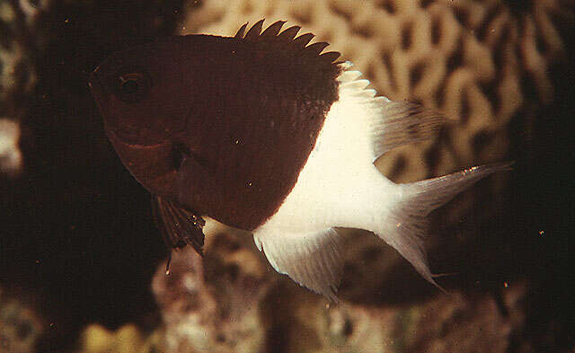 Image of Bicolor damselfish