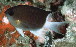 Image of Damselfish