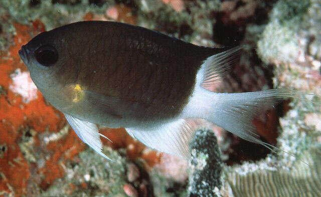 Слика од Pycnochromis flavipectoralis Randall 1988
