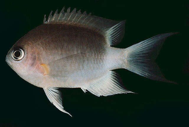 Image of Damselfish