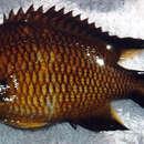 Sivun Chromis limbata (Valenciennes 1833) kuva