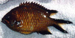 Image of Azores Chromis