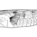 Image of Smooth Razorfish