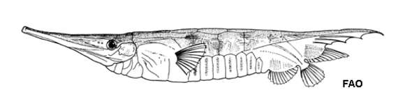 Слика од Centriscus cristatus (De Vis 1885)