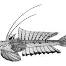 Imagem de Callionymus limiceps Ogilby 1908