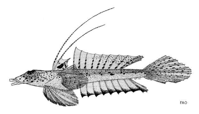Слика од Callionymus limiceps Ogilby 1908