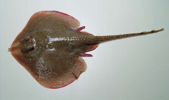 Image of Freckled skate