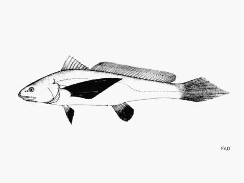 Image of Blackfin croaker