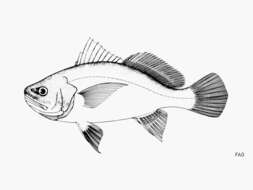 Image of Gray stardrum