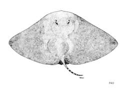 Image of Japanese Butterfly Ray