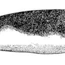 Image of Bicolor Eel