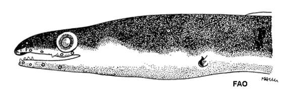 Plancia ëd Chlopsis bicolor Rafinesque 1810
