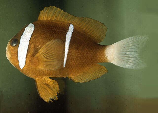 Image of Barrier Reef Anemonefish