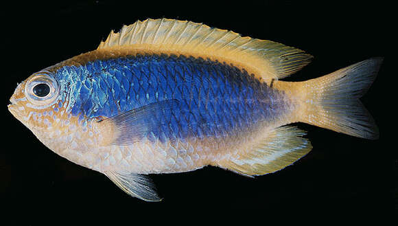 Image of Yellowfin damsel