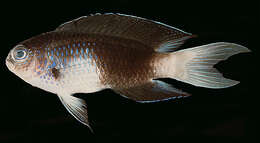 Image of Easter damselfish