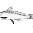 Image of False black lancer catfish