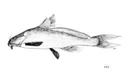 Image of False black lancer catfish