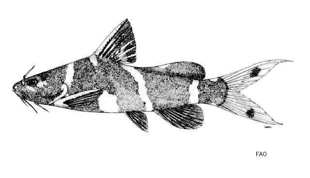 Image of Asian bumblebee catfish