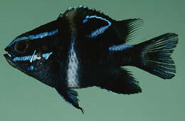 Image of Blue-streak damsel