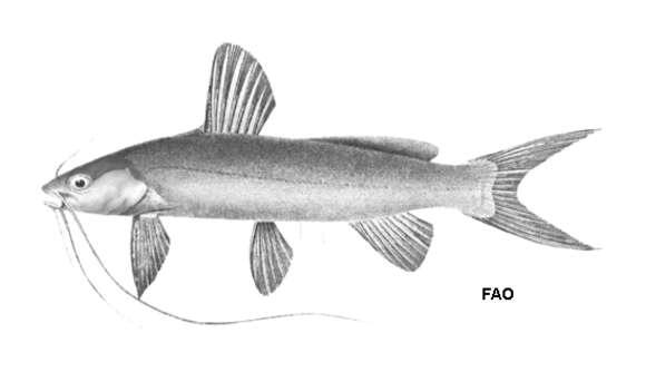 Image of Twospot catfish